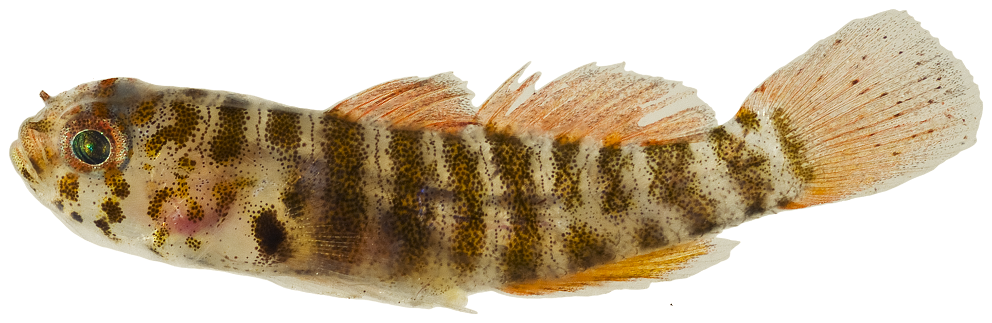 Island Goby (Lythrypnus nesiotes) |commons:File:Lythrypnus nesiotes - pone.0010676.g175.png