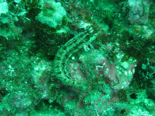 Island Kelpfish (Alloclinus holderi) |commons:File:Alloclinus holderi.jpg