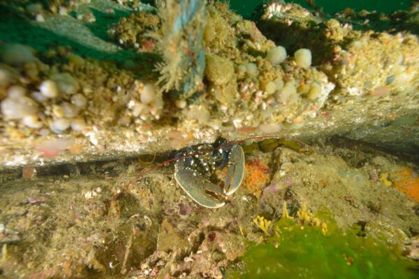 Istakoz Homarus gammarus