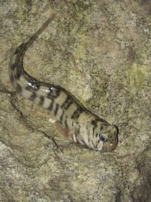 Istiblennius lineatus (Istiblennius lineatus) |commons:File:Istiblennius lineatus 292898973.jpg