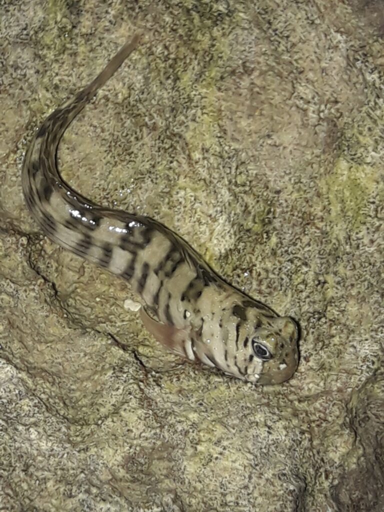 Istiblennius lineatus (Istiblennius lineatus) |commons:File:Istiblennius lineatus 292898973.jpg