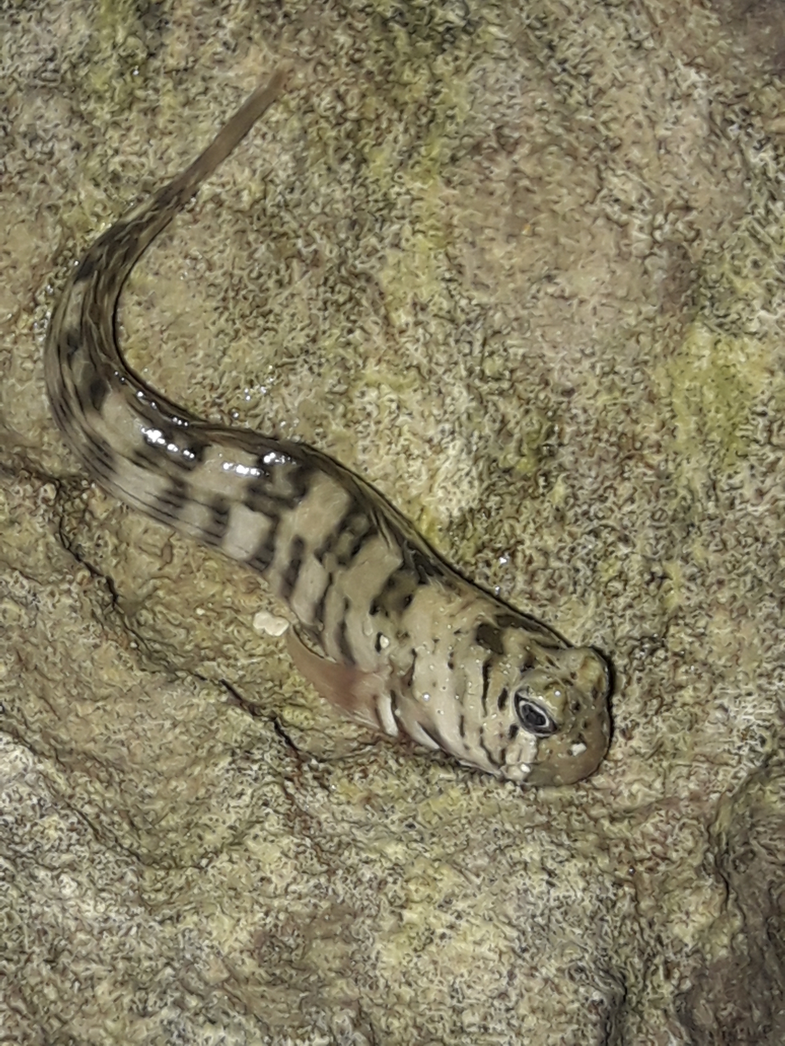 Istiblennius lineatus (Istiblennius lineatus) |commons:File:Istiblennius lineatus 292898973.jpg