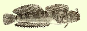Istiblennius meleagris (Istiblennius meleagris) |commons:File:Istiblennius meleagris.png