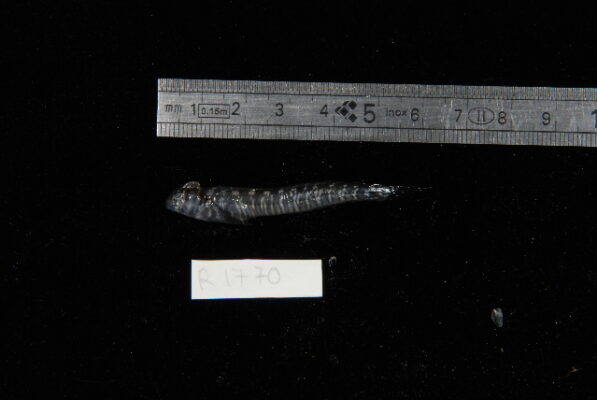 Istiblennius spilotus (Istiblennius spilotus) |commons:File:Istiblennius spilotus.jpg