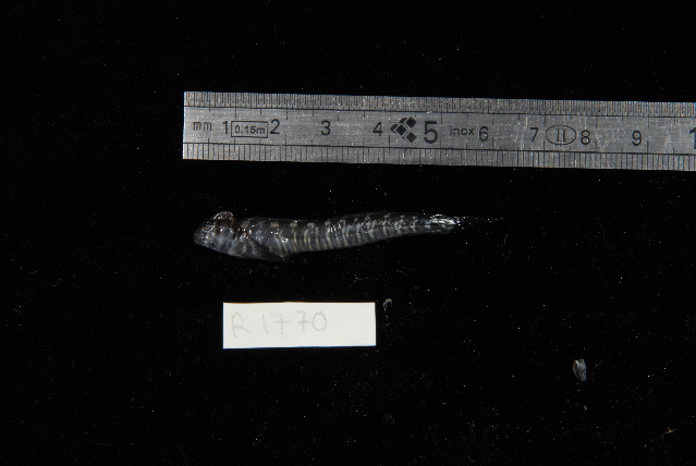 Istiblennius spilotus (Istiblennius spilotus) |commons:File:Istiblennius spilotus.jpg