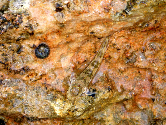Istiblennius unicolor (Istiblennius unicolor) |commons:File:Istiblennius unicolor (FB1).jpg