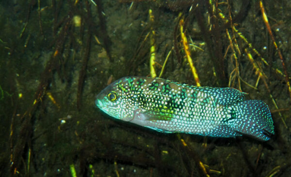 Jack Dempsey (Rocio octofasciata) |commons:File:Jack Dempsey (Rocio octofasciata) - Carwash Cenote QR.jpg