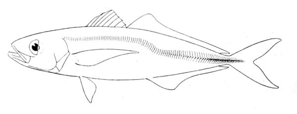 Jack Mackerel (Trachurus symmetricus) |commons:File:Trachurus symmetricus.jpg