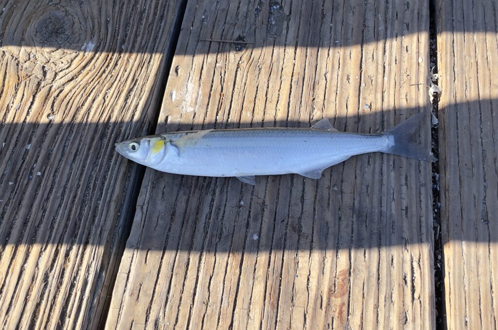 Jacksmelt (Atherinopsis californiensis) |commons:File:Atherinopsis californiensis 170023269.jpg
