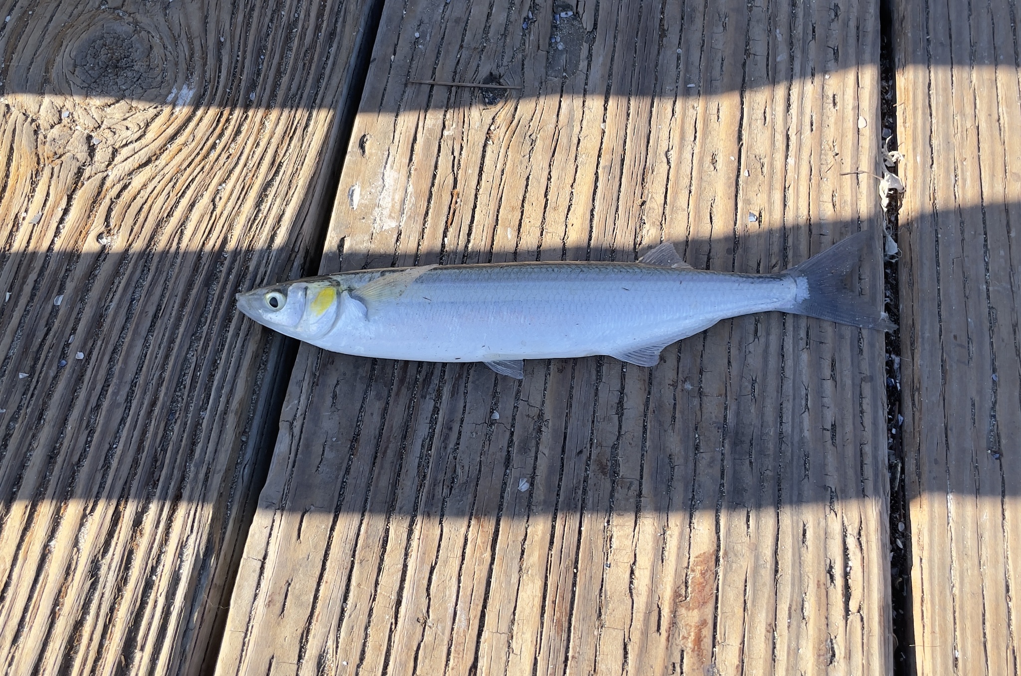 Jacksmelt (Atherinopsis californiensis) |commons:File:Atherinopsis californiensis 170023269.jpg