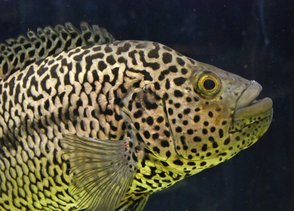 Jaguar Cichlid (Parachromis managuensis) |commons:File:Jaguar cichlid (Parachromis managuensis), male, 2017.jpg