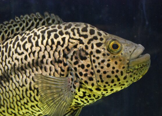 Jaguar Cichlid (Parachromis managuensis) |commons:File:Jaguar cichlid (Parachromis managuensis), male, 2017.jpg