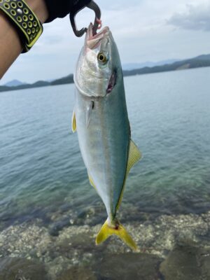 Japanese amberjack (Seriola quinqueradiata) |commons:File:Seriola quinqueradiata.jpg