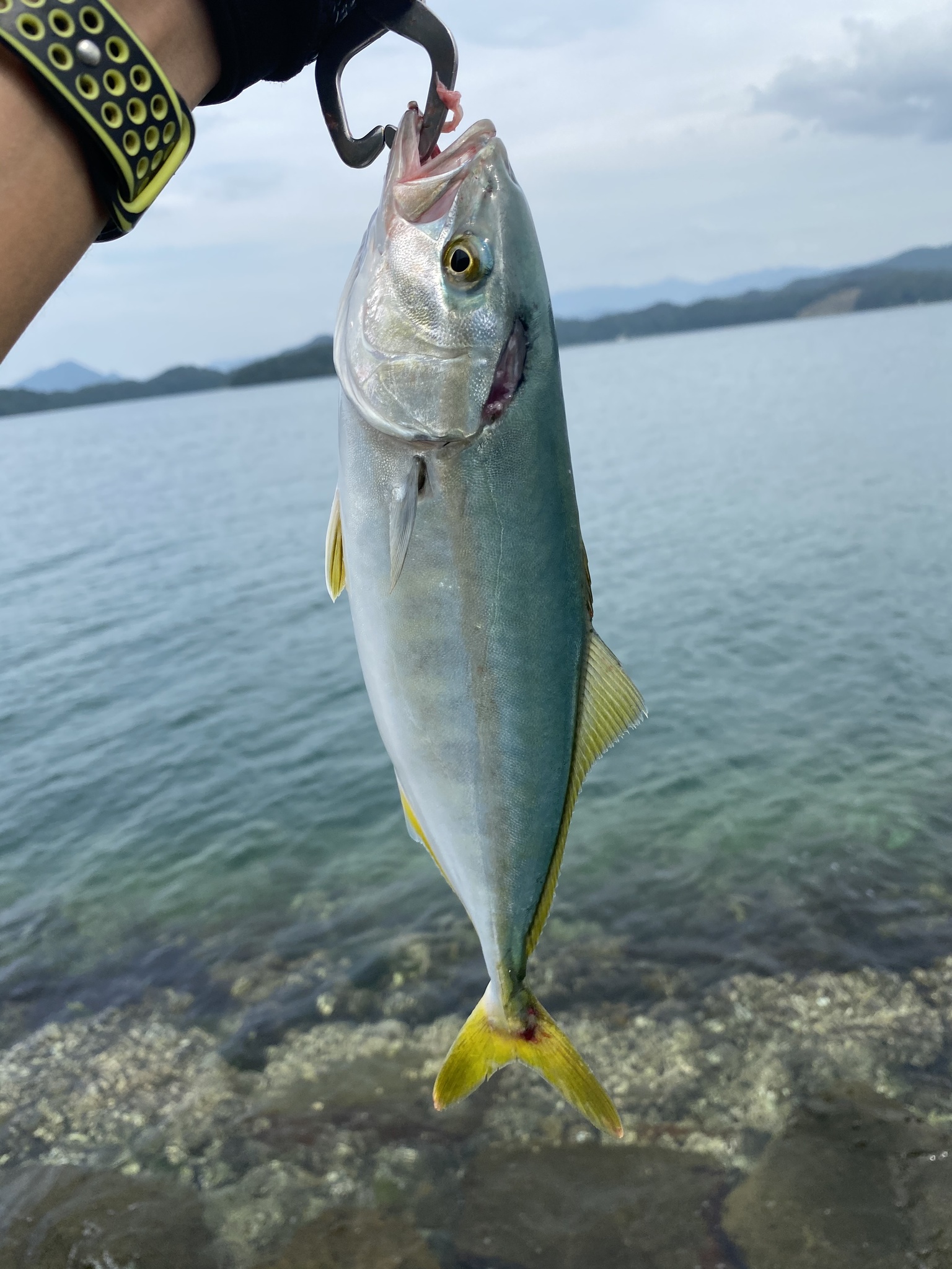 Japanese amberjack (Seriola quinqueradiata) |commons:File:Seriola quinqueradiata.jpg
