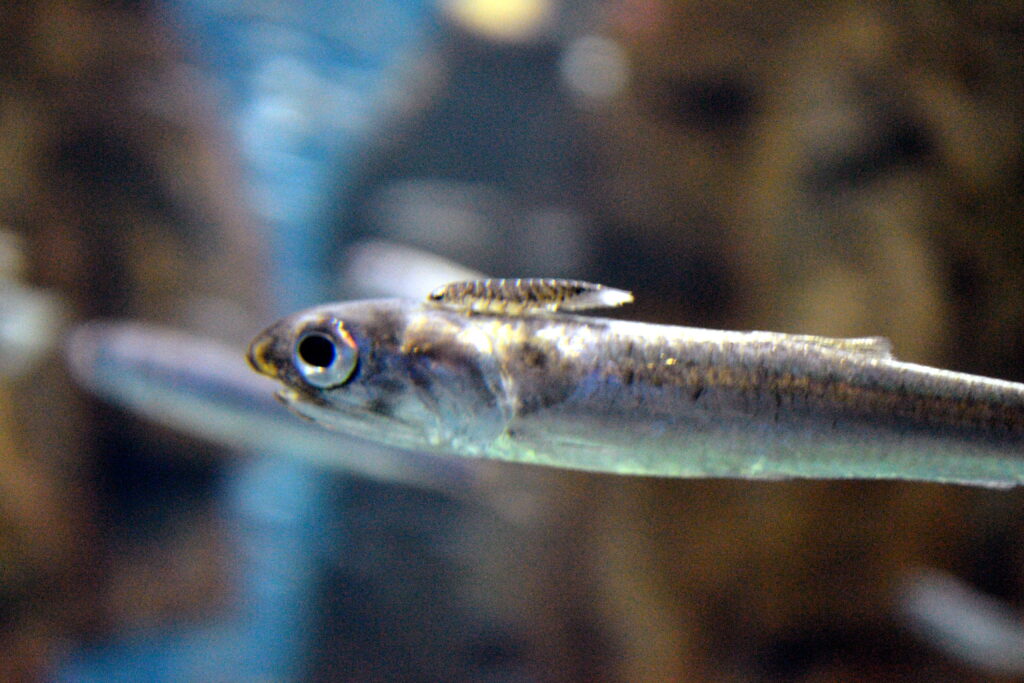 Japanese anchovy (Engraulis japonicus) |commons:File:Engraulis japonicus & parasite.JPG