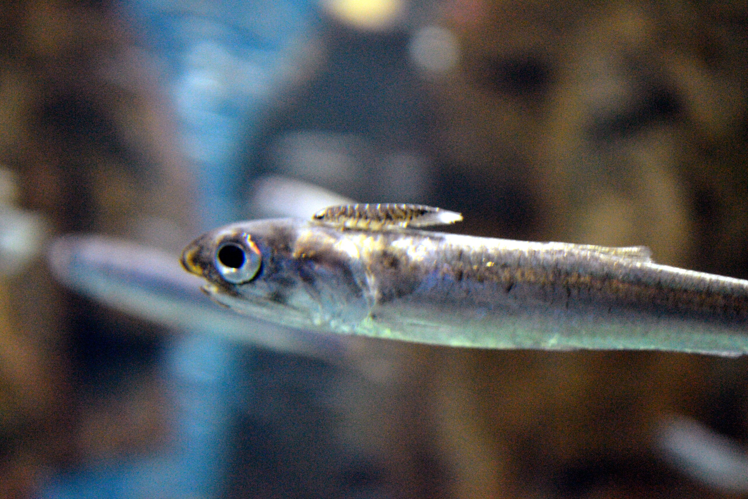 Japanese anchovy (Engraulis japonicus) |commons:File:Engraulis japonicus & parasite.JPG