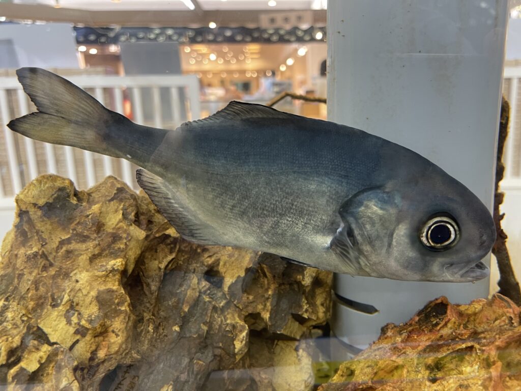 Japanese Butterfish (Hyperoglyphe japonica) |commons:File:Hyperoglyphe japonica Ise.jpg