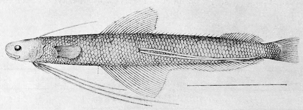 Japanese Codlet (Bregmaceros japonicus) |commons:File:Bregmaceros japonicus.jpg