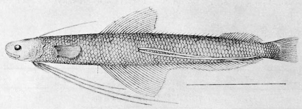 Japanese Codlet (Bregmaceros japonicus) |commons:File:Bregmaceros japonicus.jpg