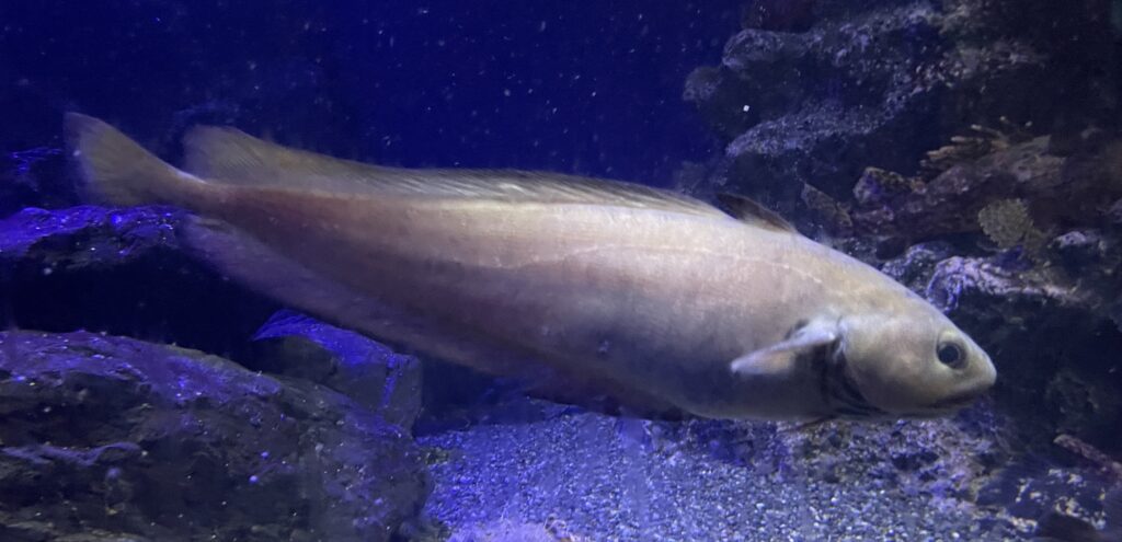 Japanese Codling (Physiculus japonicus) |commons:File:Physiculus japonicus Enosui1.jpg