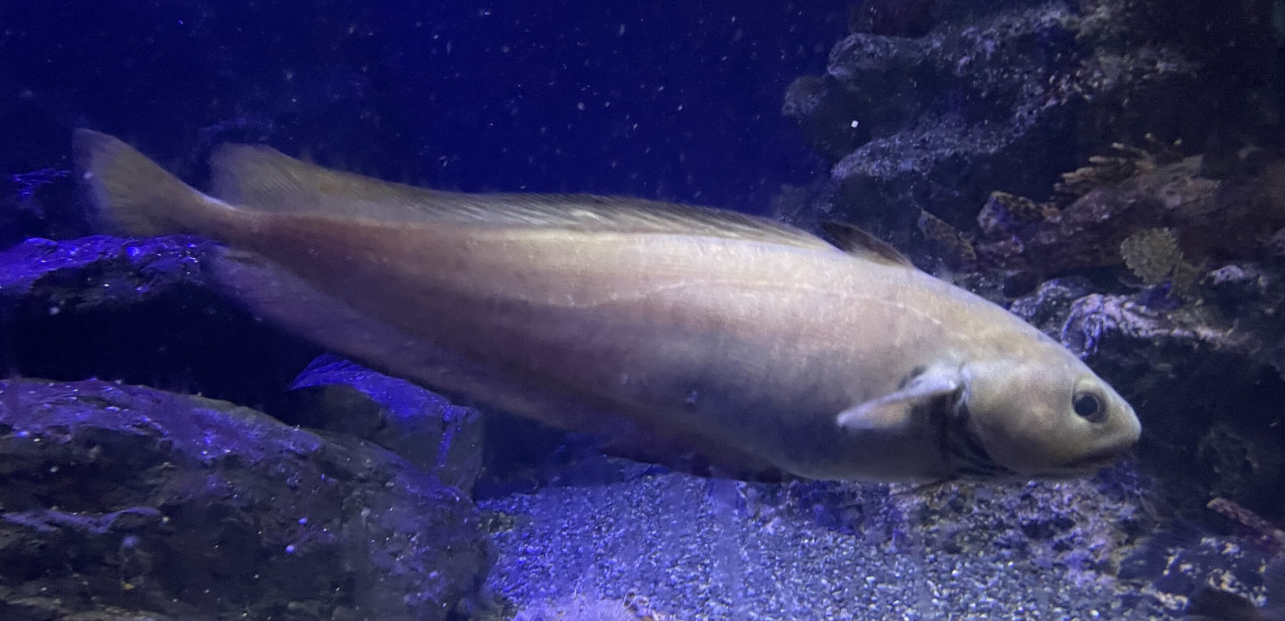 Japanese Codling (Physiculus japonicus) |commons:File:Physiculus japonicus Enosui1.jpg