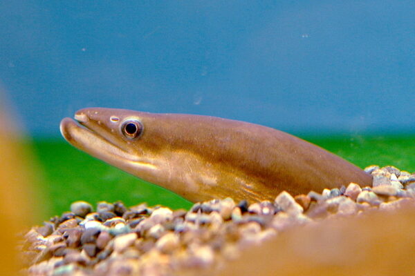 Japanese Eel (Anguilla japonica) |commons:File:Anguilla japonica.jpg