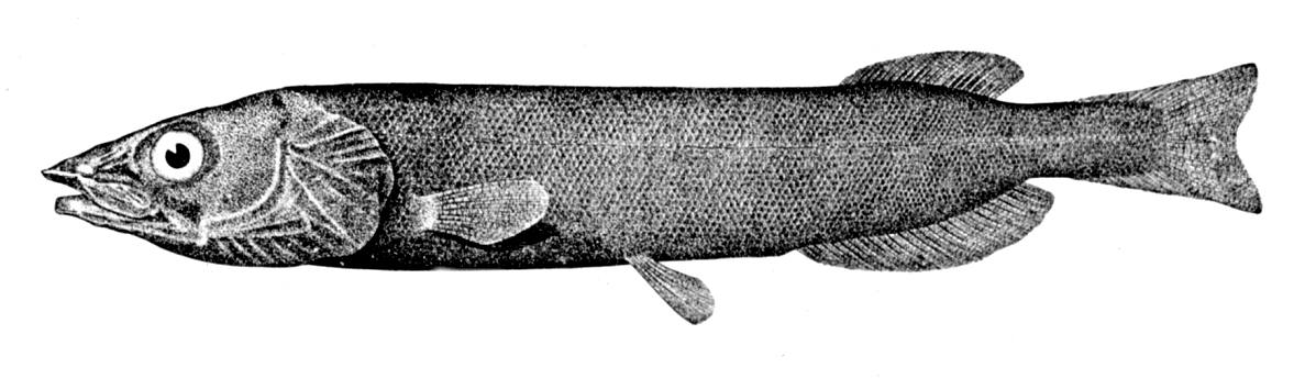 Japanese Gissu (Pterothrissus gissu) |commons:File:Pterothrissus gissu.jpg