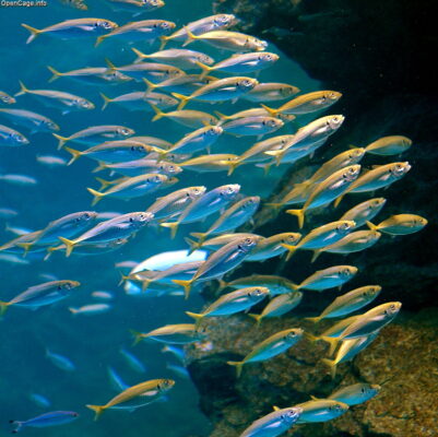 Japanese Horse Mackerel (Trachurus japonicus) |commons:File:Trachurus japonicus.jpg
