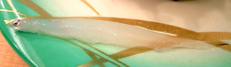 Japanese Icefish (Salangichthys microdon) |commons:File:Salangichthys microdon.jpg