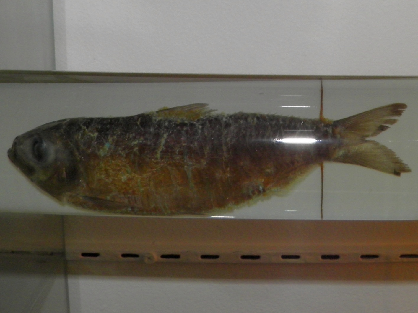 Japanese Sardinella (Sardinella zunasi) |commons:File:Sardinella zunasi.jpg