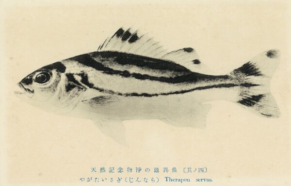Jarbua Terapon (Terapon jarbua) |commons:File:Jono-ike pond postcard. Terapon jarbua.1936.JPG
