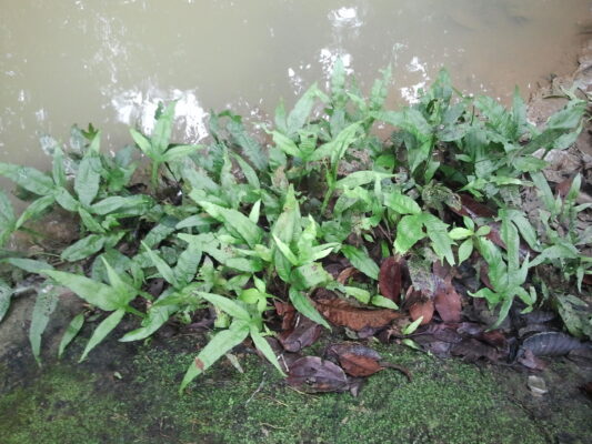 Java Fern (Microsorum pteropus) |commons:File:Java Fern (Microsorum pteropus) growing in the wild..jpg