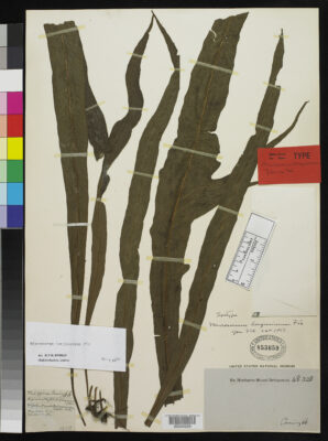 Java Fern Longissimum (Microsorum longissimum) |commons:File:Microsorum longissimum Fée nmnhbotany 2115814 NMNH-00345229-000001.jpg