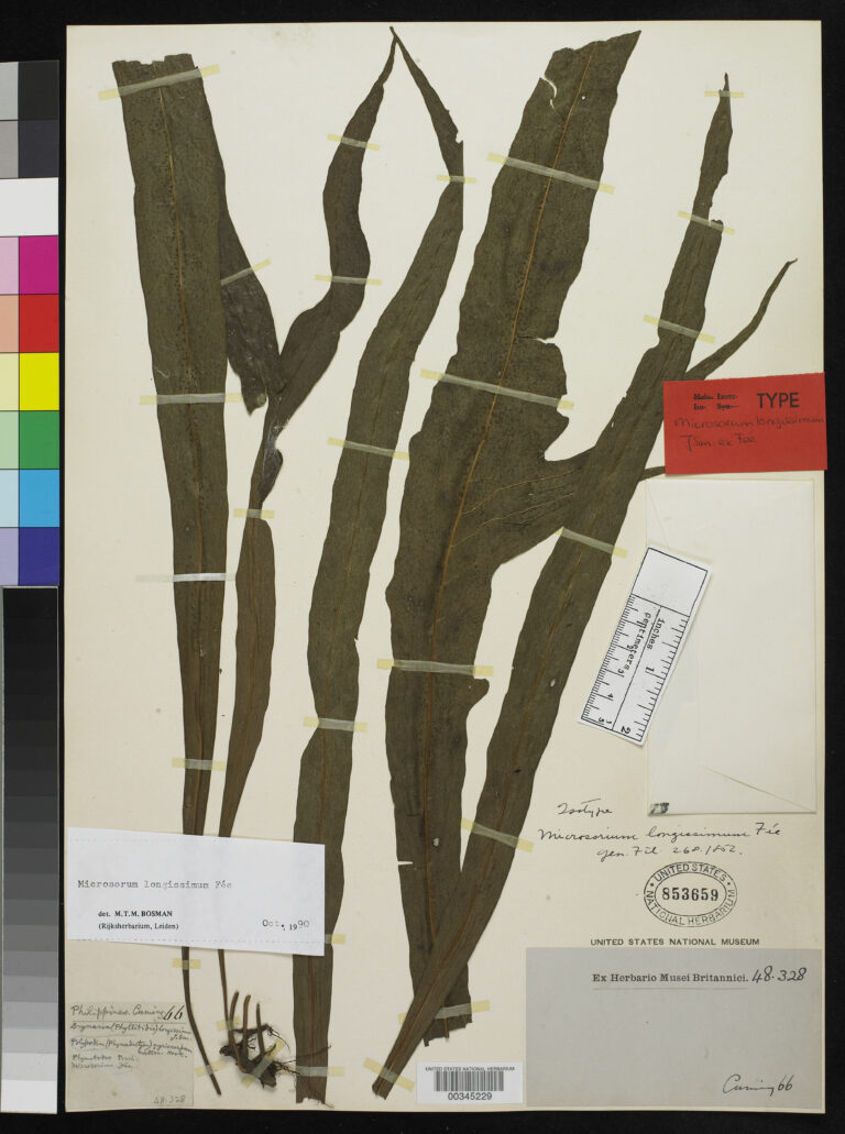 Java Fern Longissimum (Microsorum longissimum) |commons:File:Microsorum longissimum Fée nmnhbotany 2115814 NMNH-00345229-000001.jpg