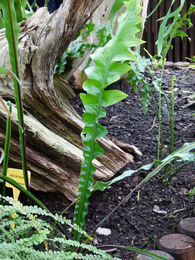 Java Fern Maximum (Microsorum maximum) |commons:File:Microsorum maximum (27054227886).jpg
