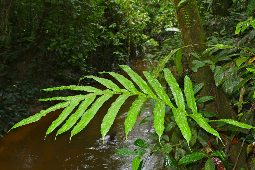 Java Fern Membranifolium (Microsorum membranifolium) |commons:File:Epiphytic Fern (Microsorum membranifolium) (23749346275).jpg
