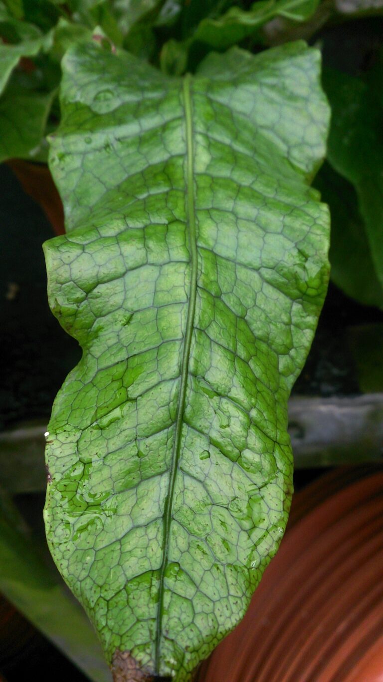 Java Fern Musifolium (Microsorum musifolium) |commons:File:Crocodile Fern (Microsorum musifolium ‘Crocodyllus’).jpg