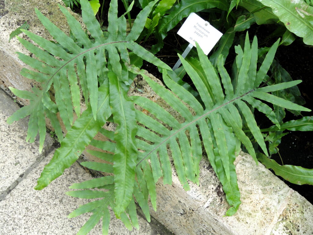 Java Fern Pappei (Microsorum pappei) |commons:File:Microsorum pappei - Botanischer Garten Freiburg - DSC06285.jpg