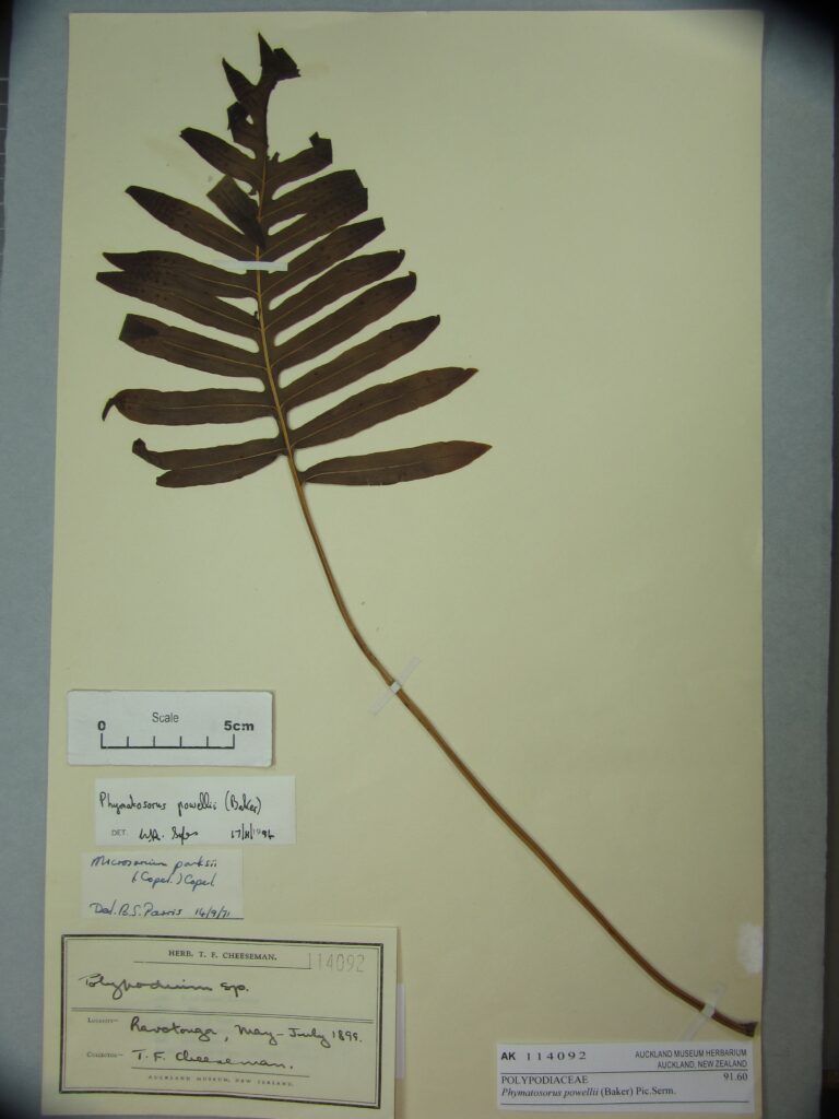 Java Fern Powellii (Microsorum powellii) |commons:File:Microsorum powellii (Baker) Copel. (AM AK114092).jpg