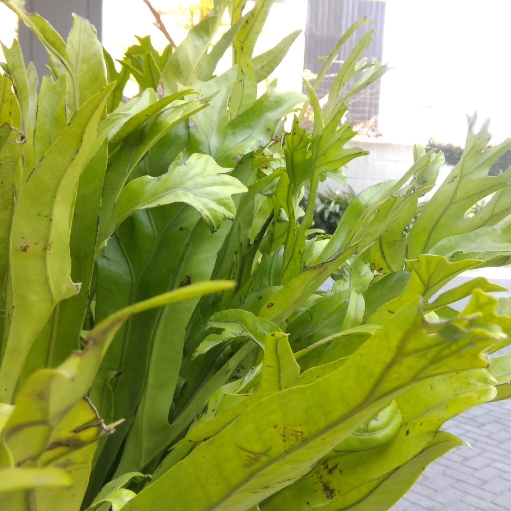 Java Fern Punctatum (Microsorum punctatum) |commons:File:(Arya) Microsorum punctatum at Citradream Hotel Cirebon 2019 2.jpg