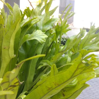 Java Fern Punctatum (Microsorum punctatum) |commons:File:(Arya) Microsorum punctatum at Citradream Hotel Cirebon 2019 2.jpg