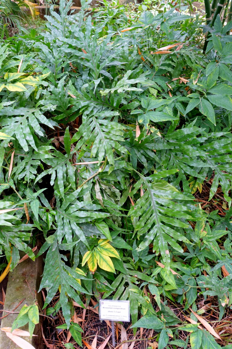 Java Fern Scolopendria (Microsorum scolopendria) |commons:File:Phymatosorus scolopendria (Microsorum scolopendria) - Orto botanico - Rome, Italy - DSC00140.jpg