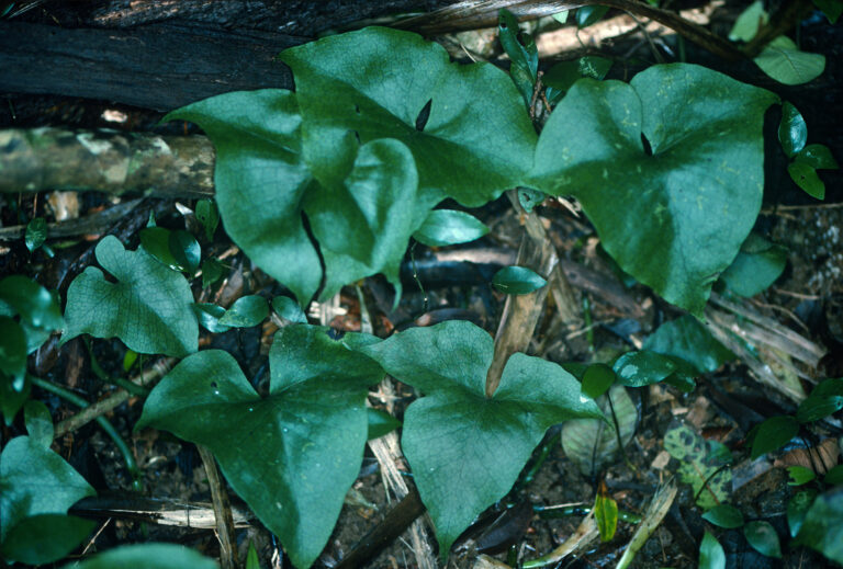 Java Fern Spectrum (Microsorum spectrum) |commons:File:Microsorum spectrum (triploid fern) (5457205135).jpg