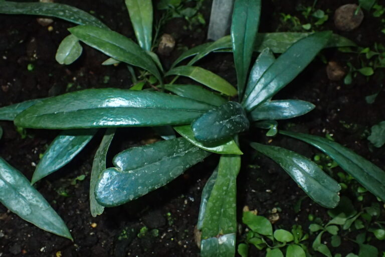 Java Fern Thailandicum (Microsorum thailandicum) |commons:File:Microsorum thailandicum kz01.jpg
