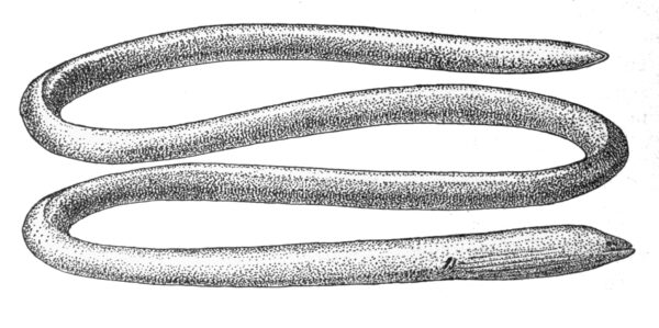 Java Spaghetti Eel (Moringua javanica) |commons:File:Moringuajavanica.jpg