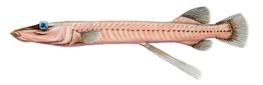 javelin spookfish (Bathylychnops exilis) |commons:File:Bathylychnops exilis.png