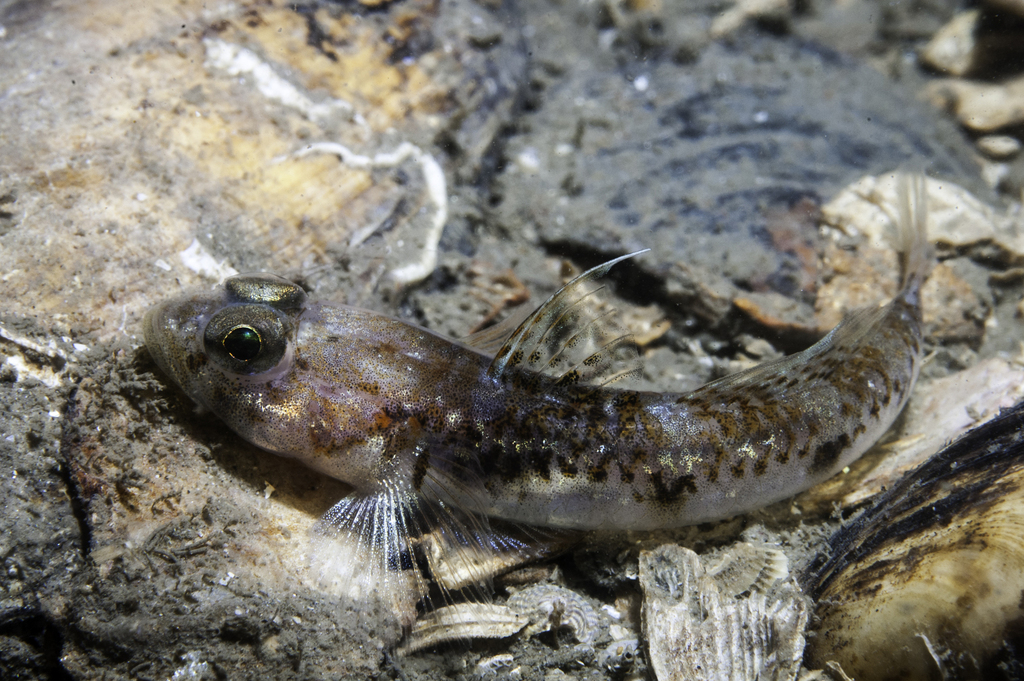 Jeffrey's Goby (Buenia jeffreysii) |commons:File:Buenia jeffreysii.jpg