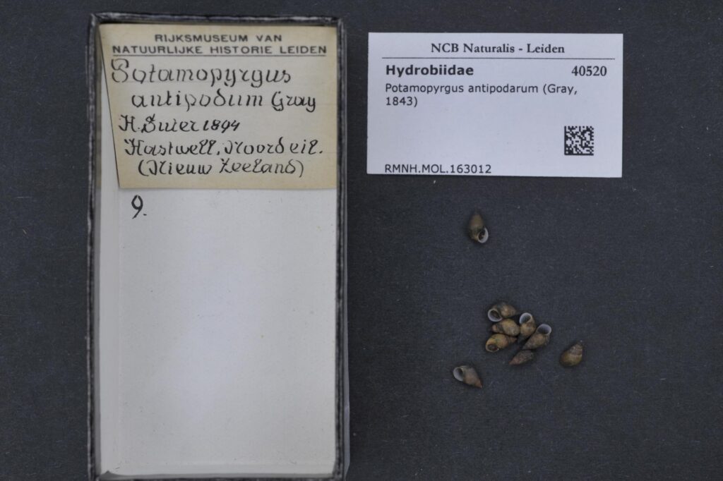 Jenkins' spire shell Potamopyrgus antipodarum