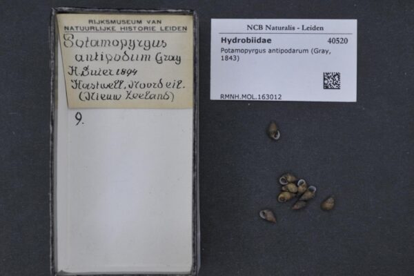 Jenkins' spire shell Potamopyrgus antipodarum
