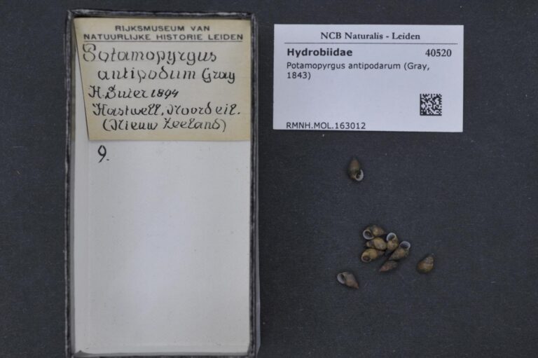 Jenkins' spire shell Potamopyrgus antipodarum